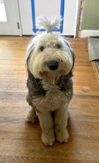 Daisy and Ziggy - Photo 5