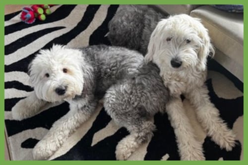 DAISY AND ZIGGY - Old English Sheepdog available for adoption