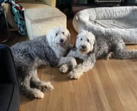 Daisy and Ziggy - Photo 3