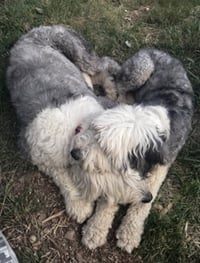 Daisy and Ziggy - Photo 6