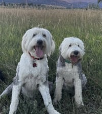 Daisy and Ziggy - Photo 2