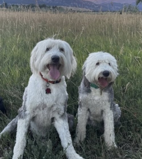 DAISY AND ZIGGY - Old English Sheepdog available for adoption