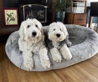 Daisy and Ziggy - Photo 7