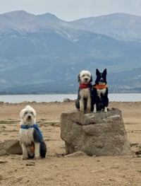 Daisy and Ziggy - Photo 8