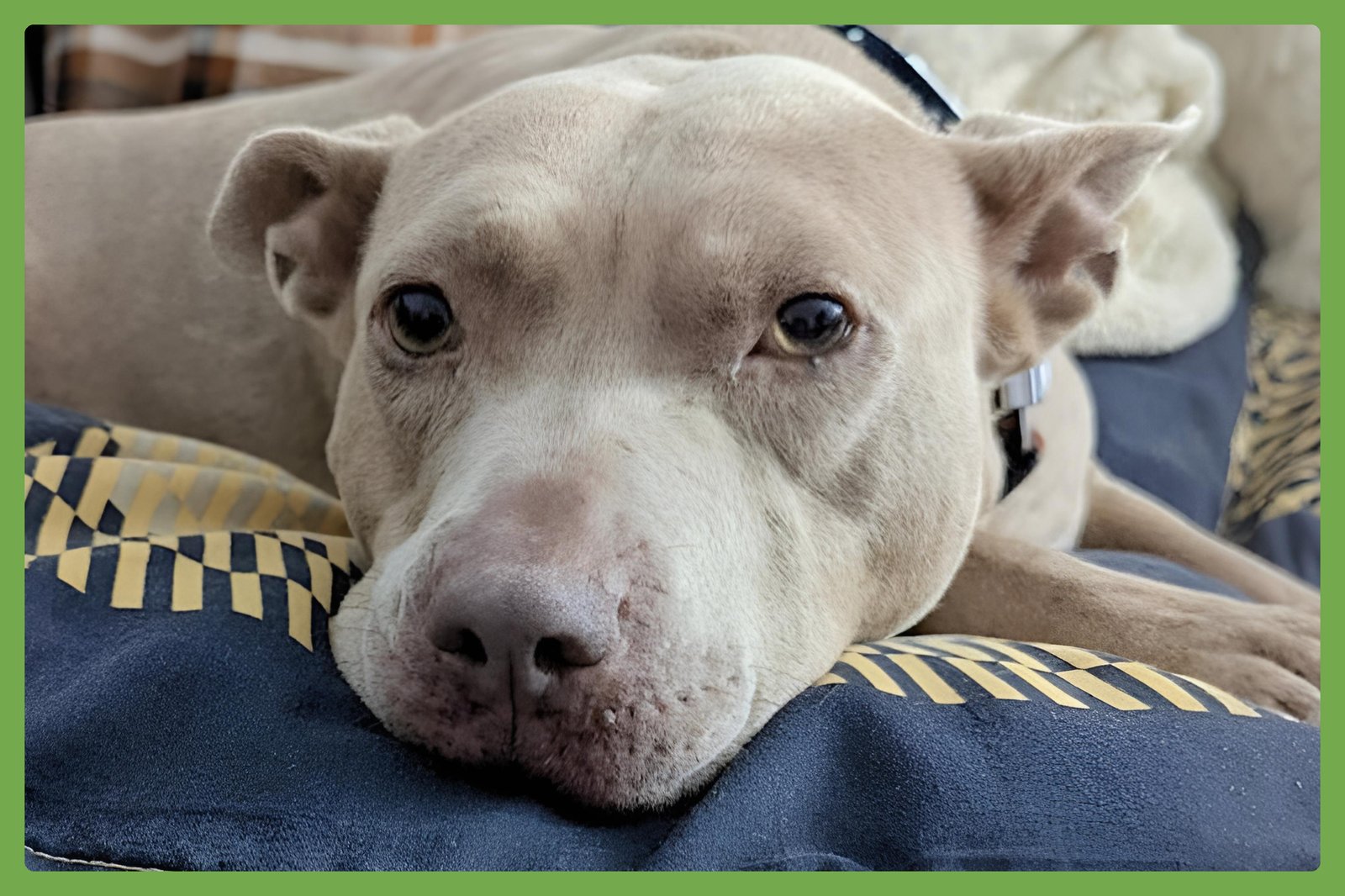 JUNO - American Pit Bull Terrier / Bull Terrier available for adoption