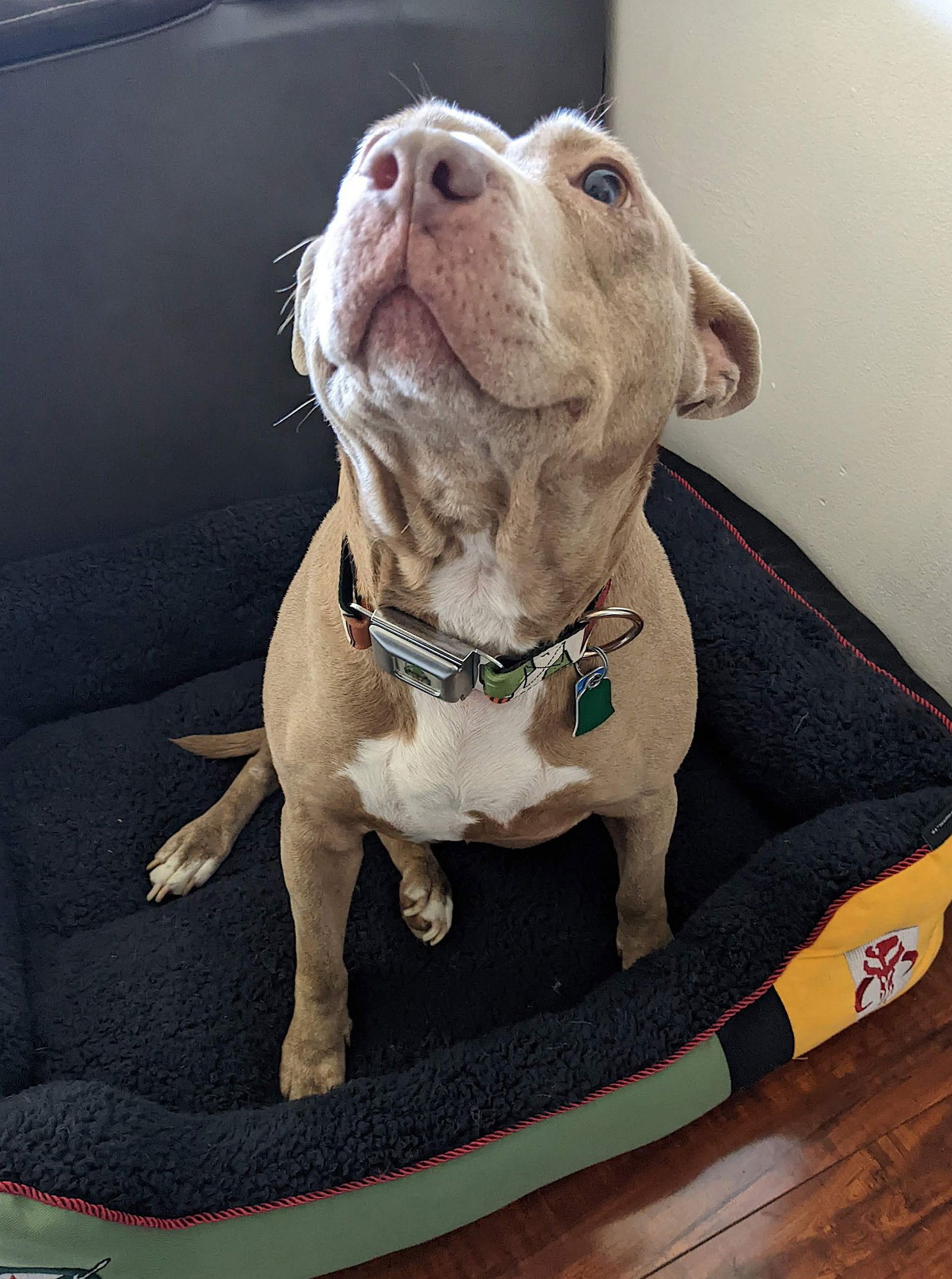 JUNO - American Pit Bull Terrier / Bull Terrier available for adoption