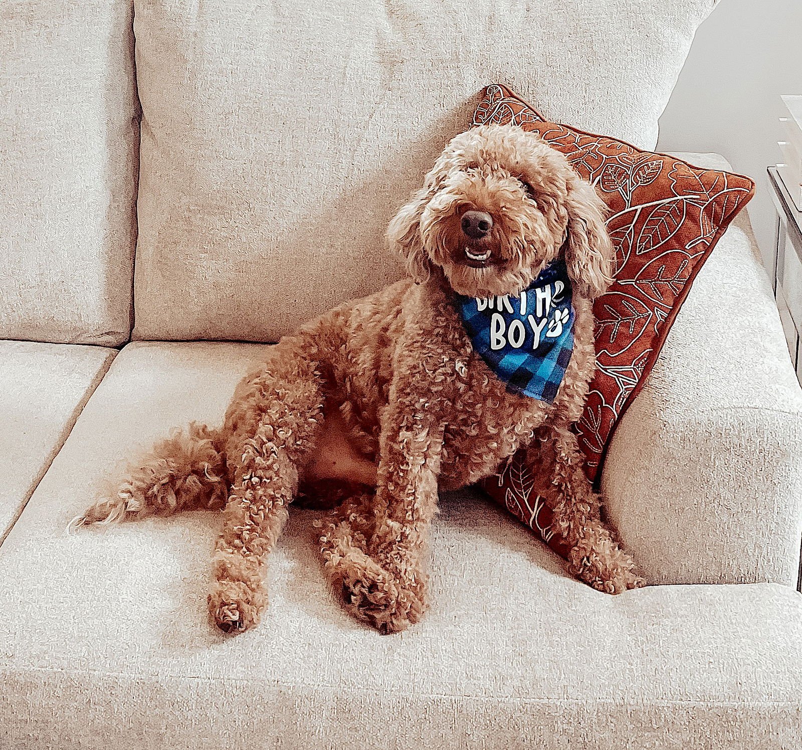 BENTLEY - Poodle (Miniature) / Golden Retriever available for adoption