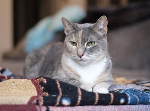VIN - Domestic Short Hair available for adoption
