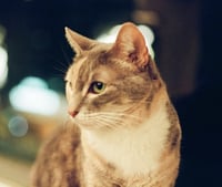 Vin - Photo 4