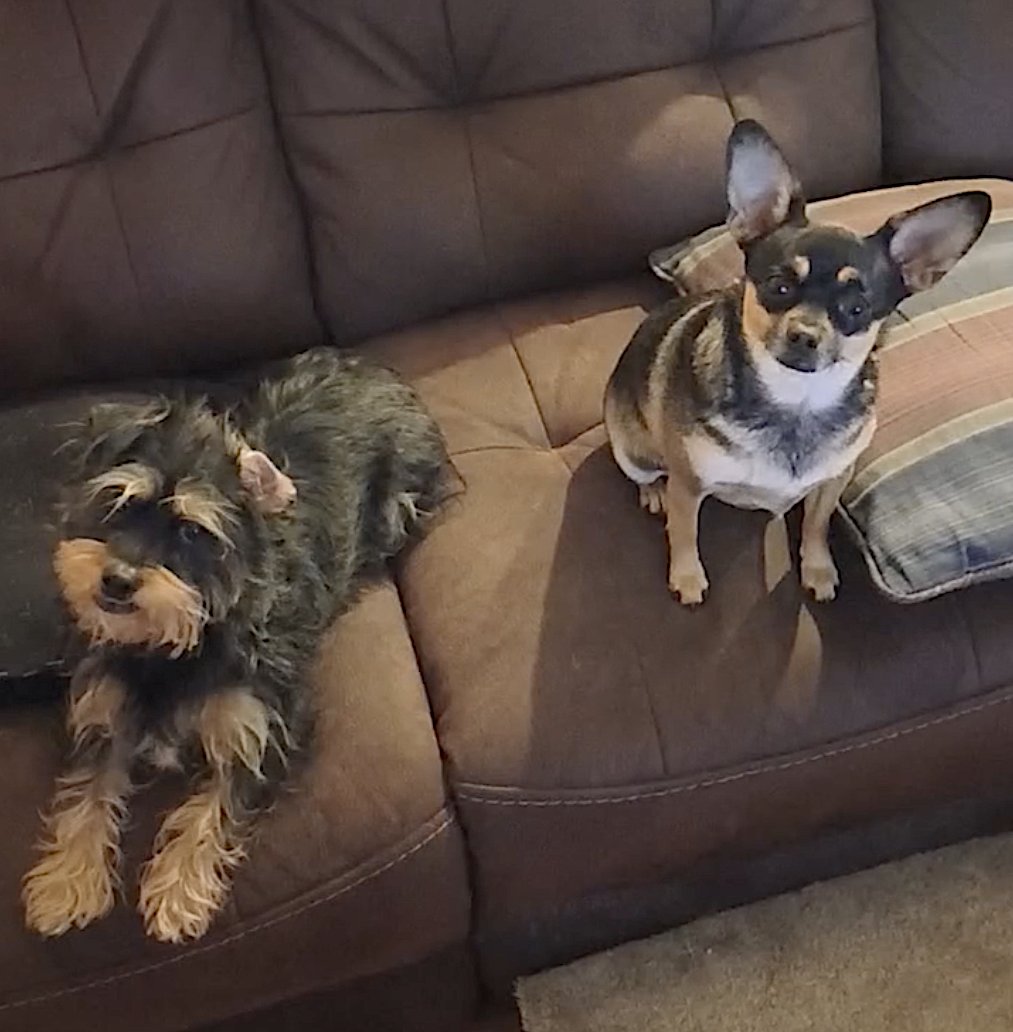 BUDDY AND CHICA - Yorkshire Terrier Yorkie / Chihuahua available for adoption