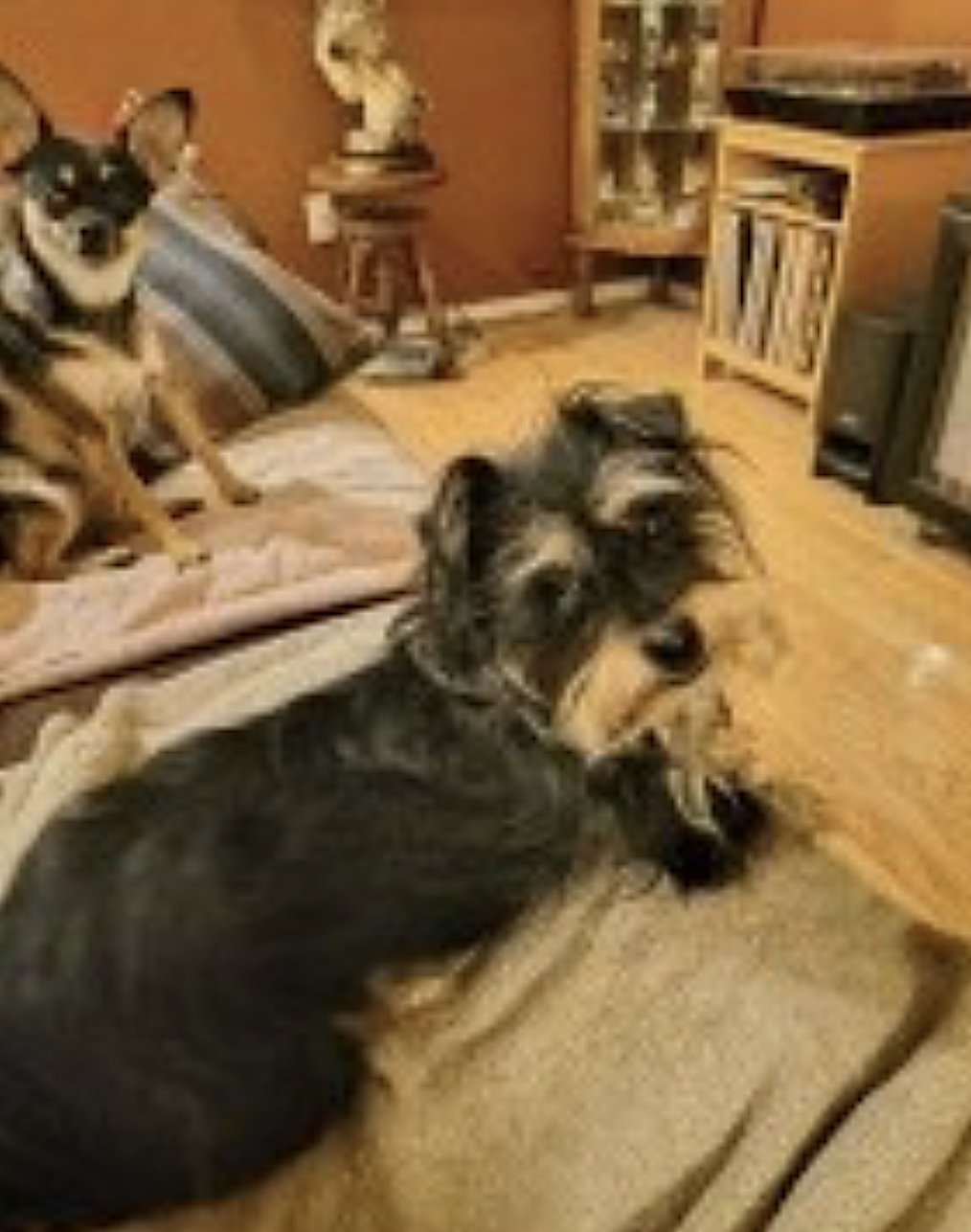 Buddy and Chica - Photo 3