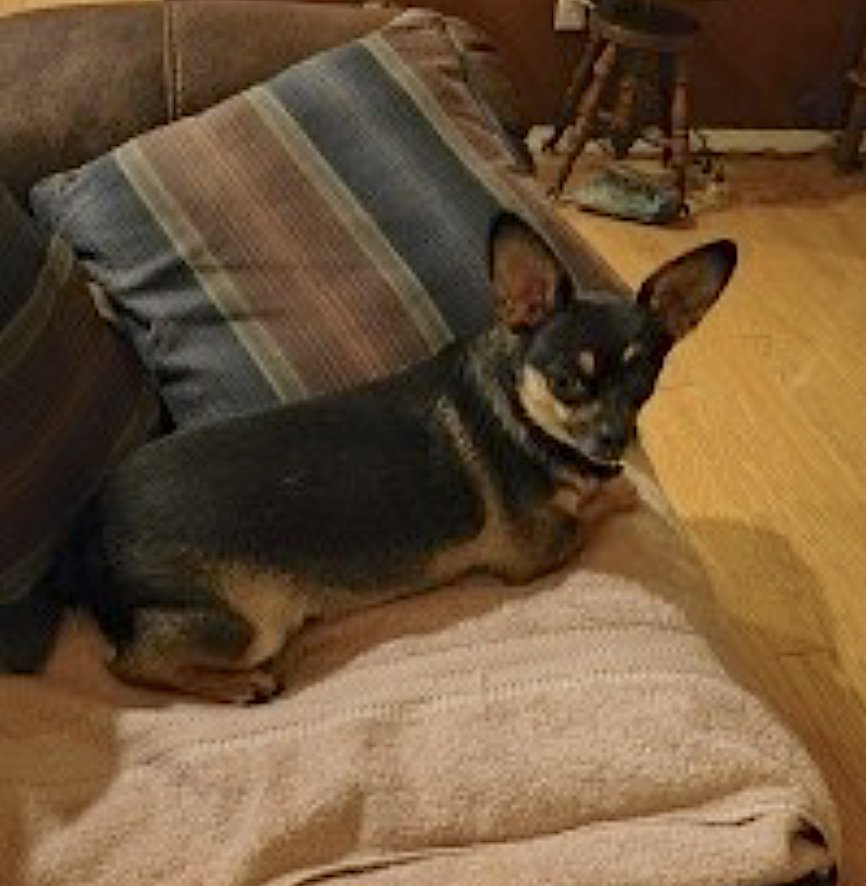 Buddy and Chica - Photo 4