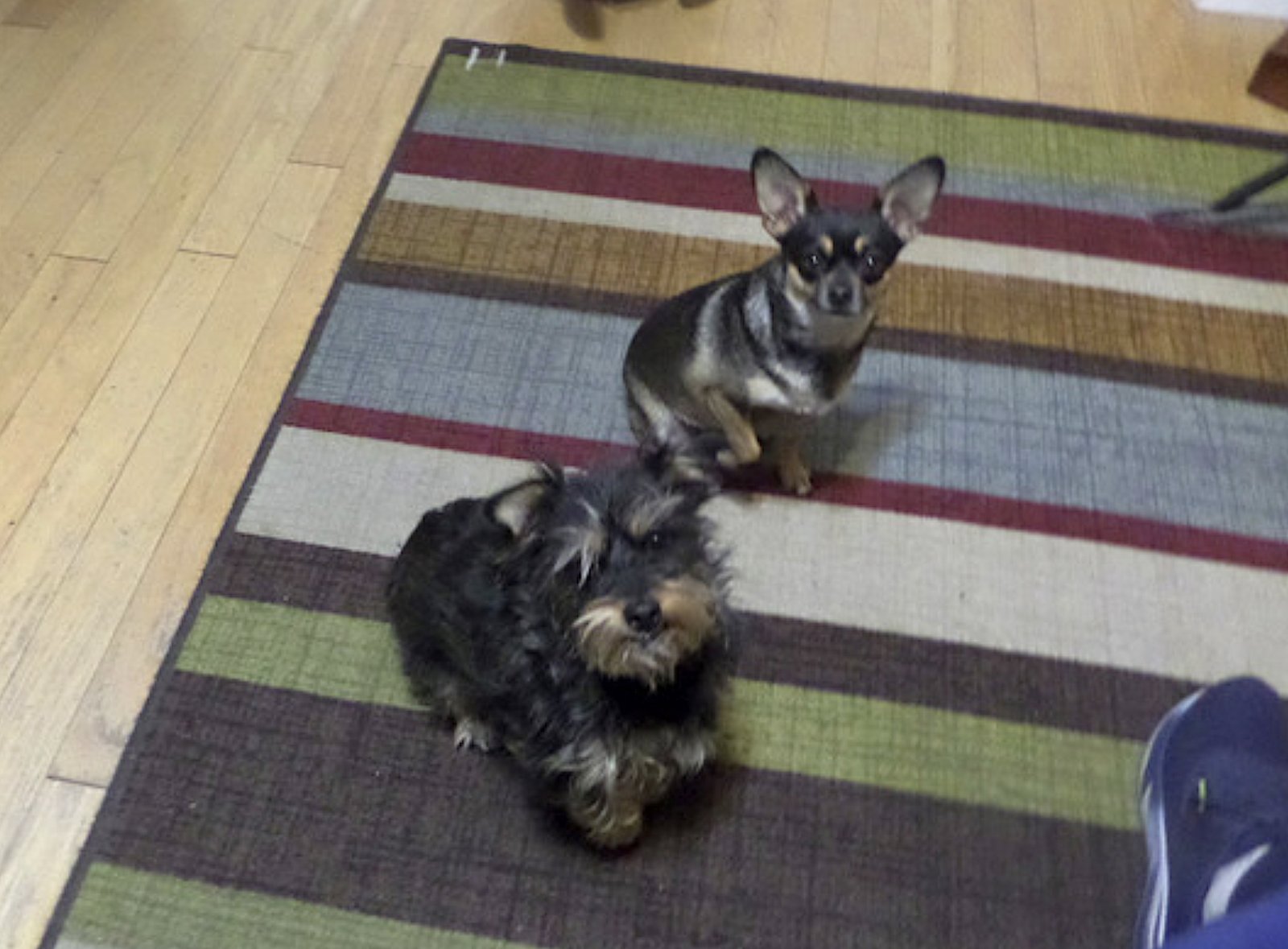 Buddy and Chica - Photo 5