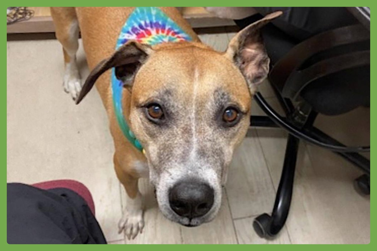 FENRIR - American Pit Bull Terrier available for adoption