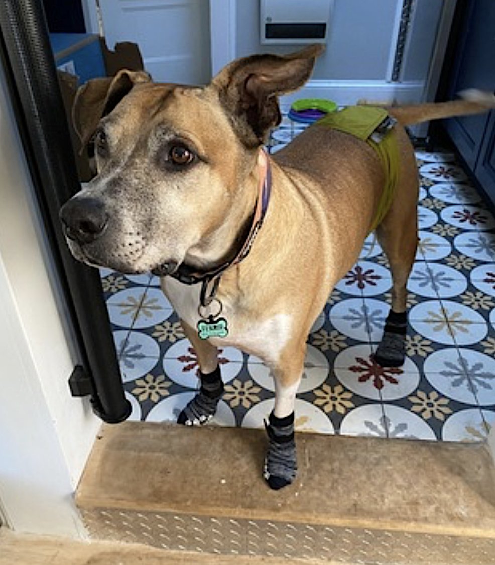 FENRIR - American Pit Bull Terrier available for adoption