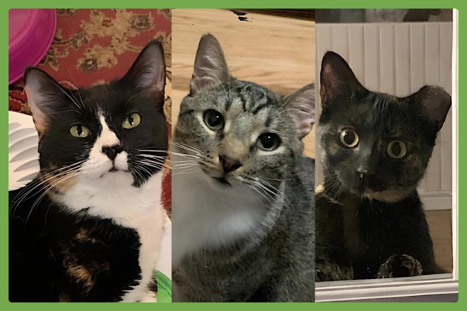 MAMA BEAR, POPPA BEAR, AND BABY BEAR (THE BEARS) - Domestic Short Hair available for adoption