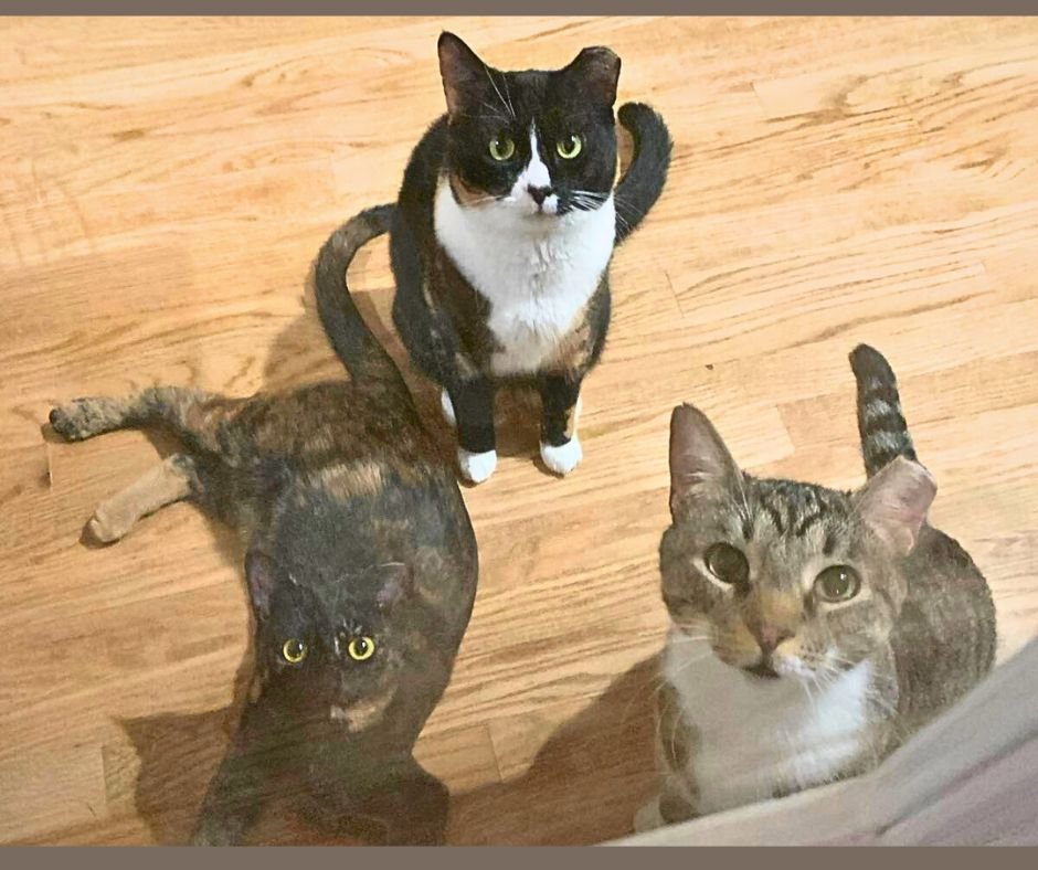 MAMA BEAR, POPPA BEAR, AND BABY BEAR (THE BEARS) - Domestic Short Hair available for adoption