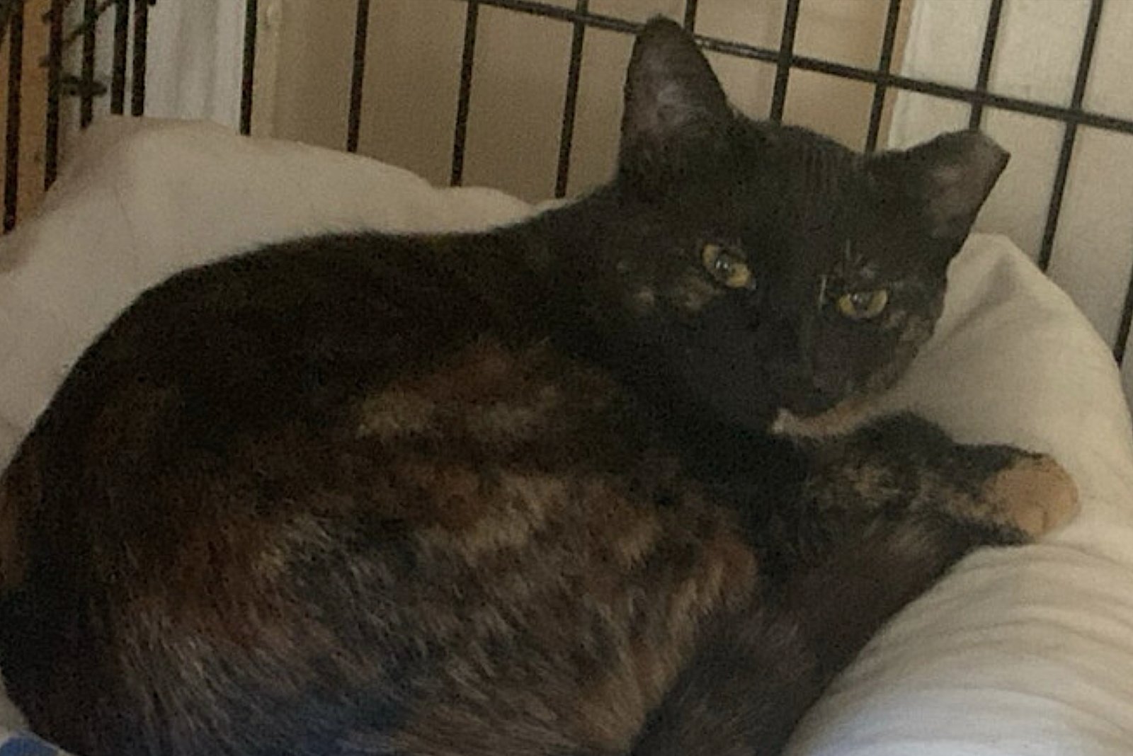 Mama Bear, Poppa Bear, and Baby Bear (The Bears) - Photo 11