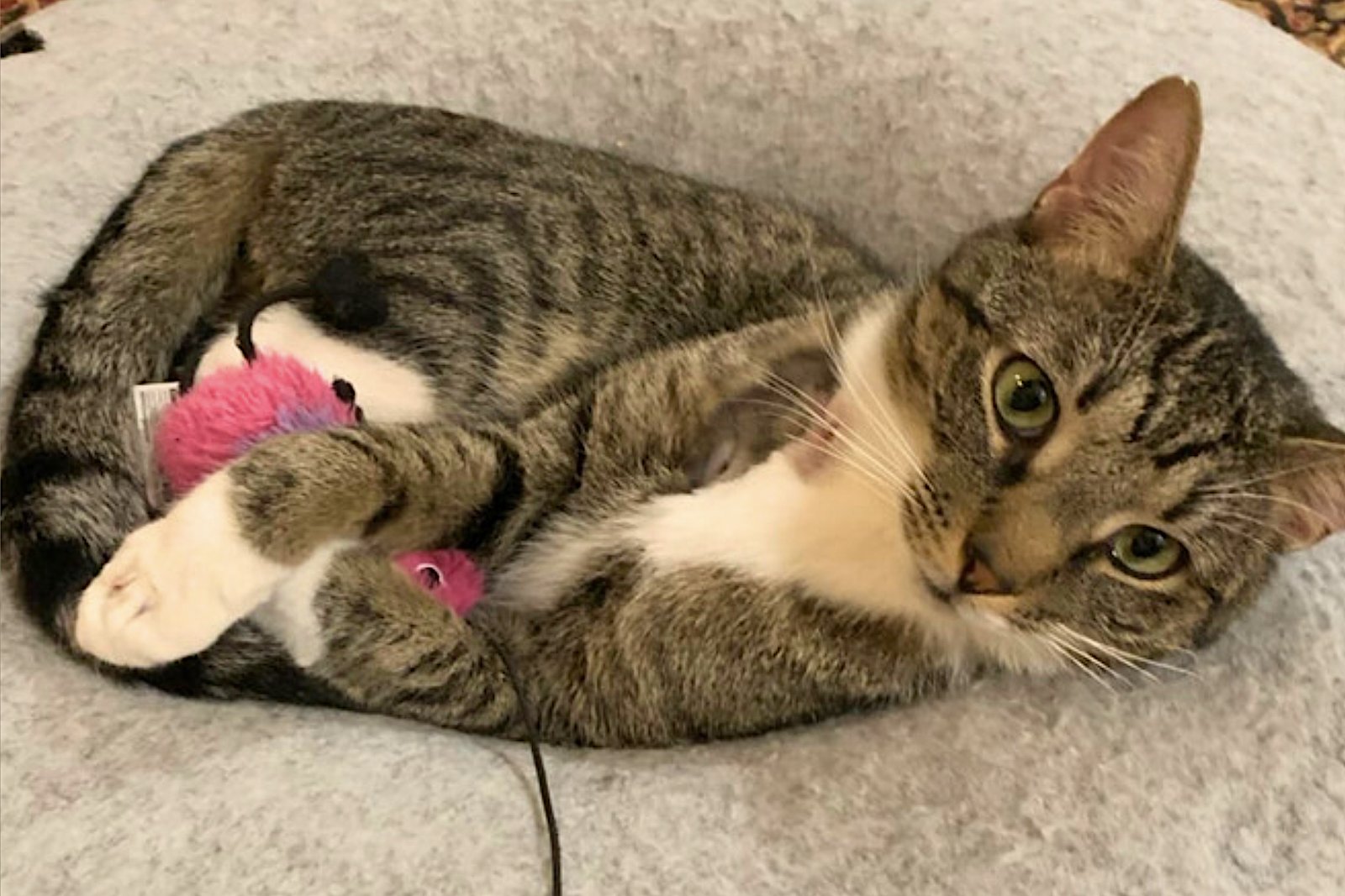 Mama Bear, Poppa Bear, and Baby Bear (The Bears) - Photo 12