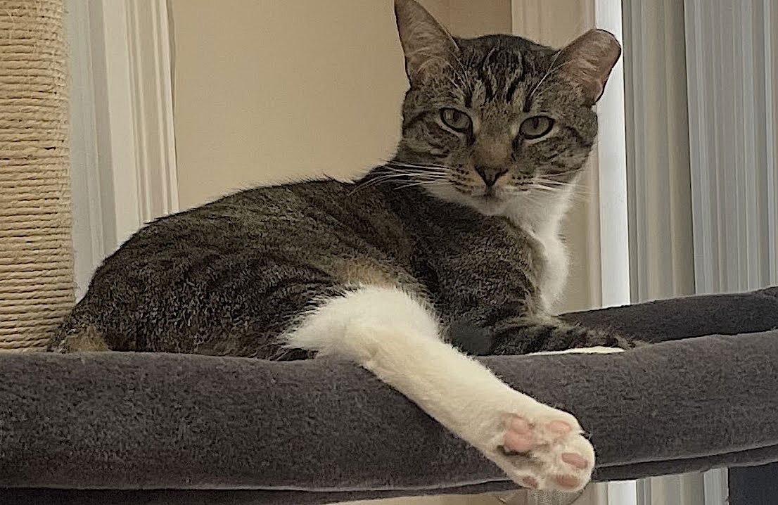 Mama Bear, Poppa Bear, and Baby Bear (The Bears) - Photo 14