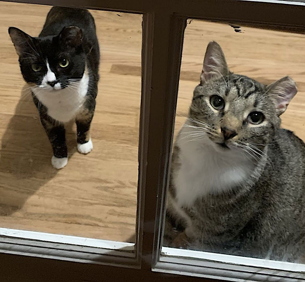 Mama Bear, Poppa Bear, and Baby Bear (The Bears) - Photo 4