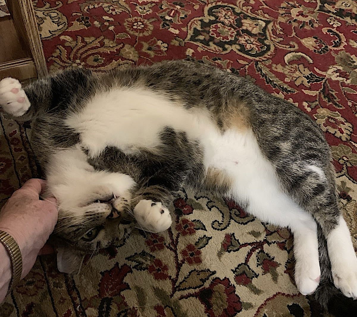 Mama Bear, Poppa Bear, and Baby Bear (The Bears) - Photo 5