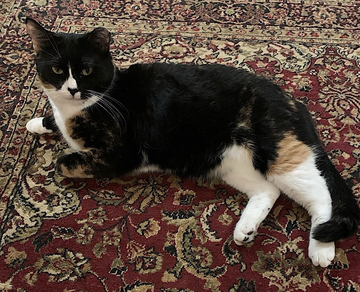 Mama Bear, Poppa Bear, and Baby Bear (The Bears) - Photo 6