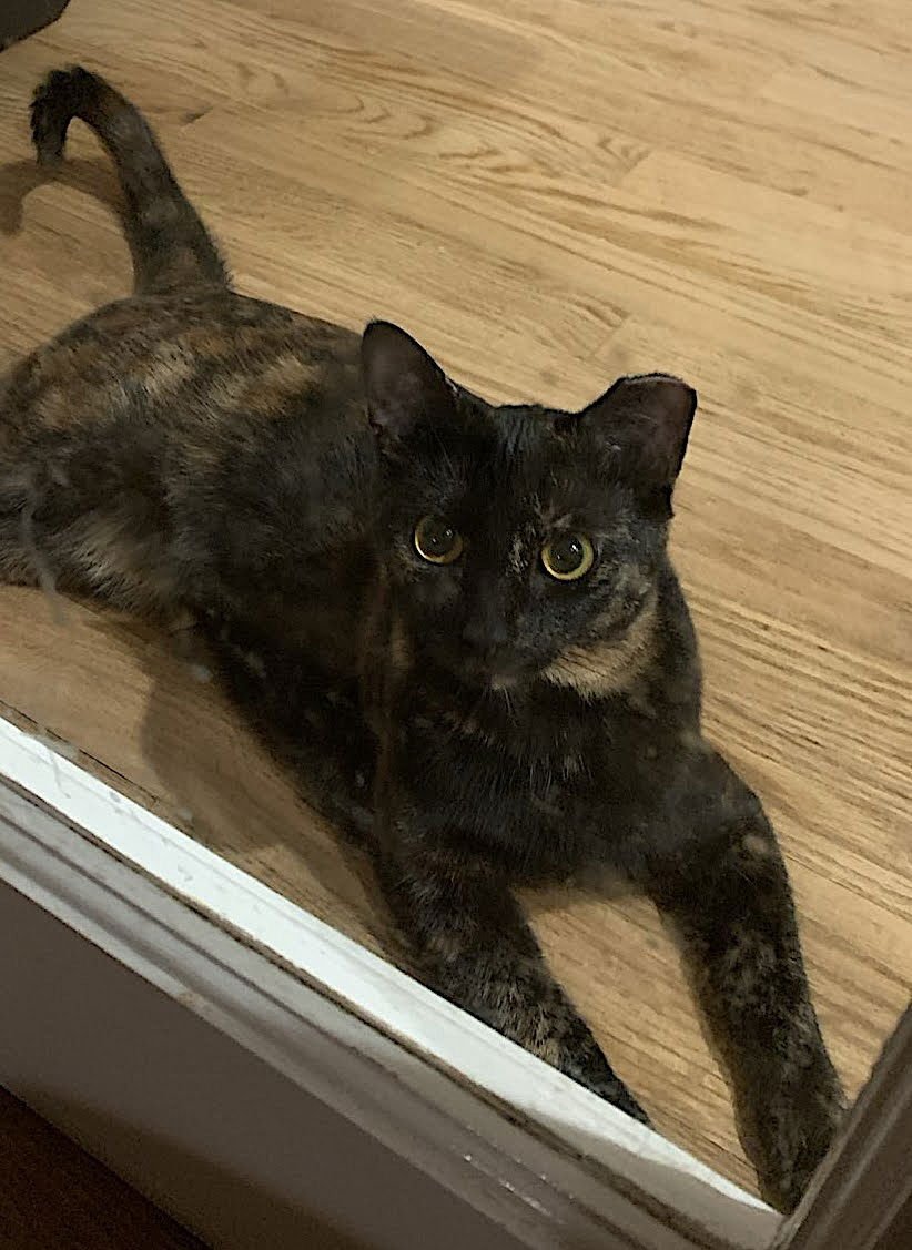 Mama Bear, Poppa Bear, and Baby Bear (The Bears) - Photo 7