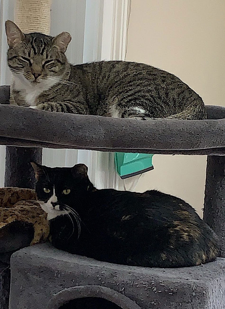 Mama Bear, Poppa Bear, and Baby Bear (The Bears) - Photo 8