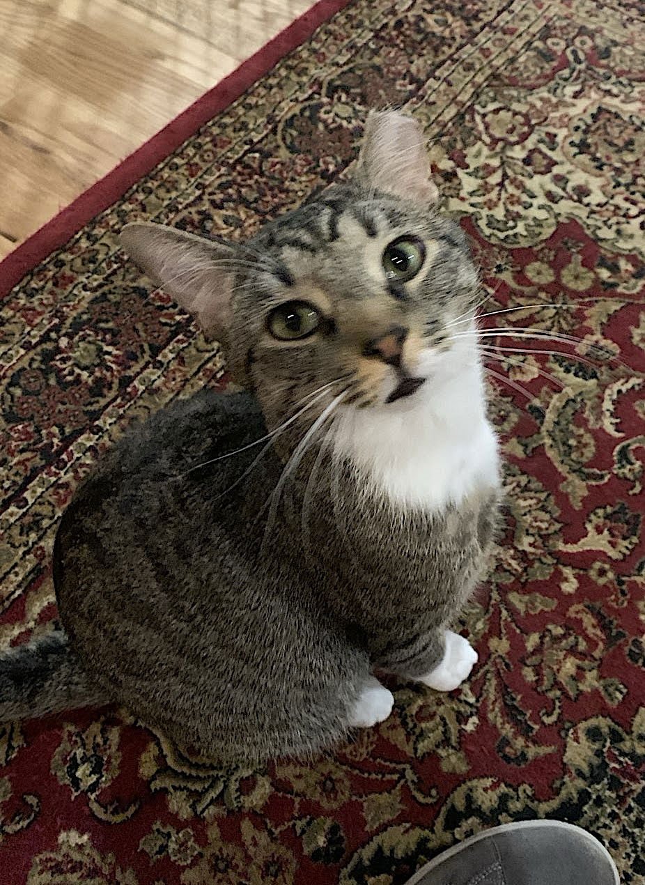 Mama Bear, Poppa Bear, and Baby Bear (The Bears) - Photo 9