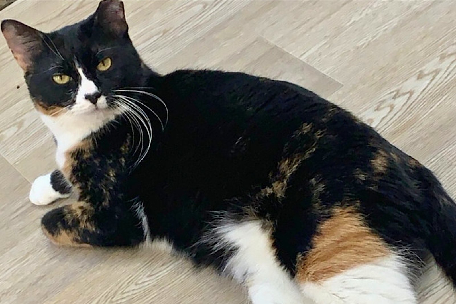 Mama Bear, Poppa Bear, and Baby Bear (The Bears) - Photo 10