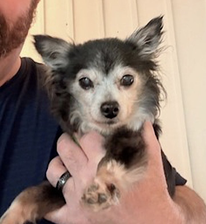 PENNY - Chihuahua available for adoption