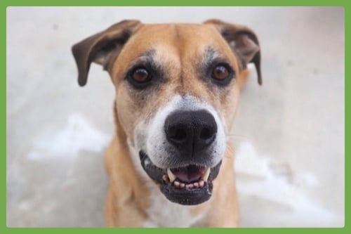 DENIM - Boxer / German Shepherd Dog available for adoption