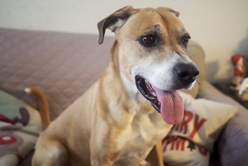 DENIM - Boxer / German Shepherd Dog available for adoption