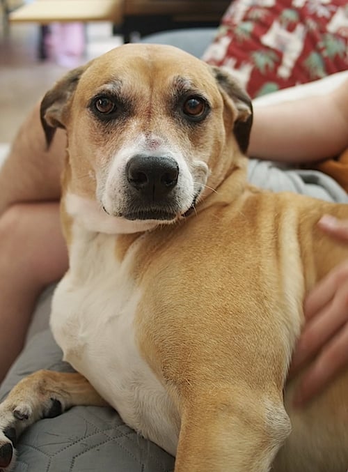 DENIM - Boxer / German Shepherd Dog available for adoption