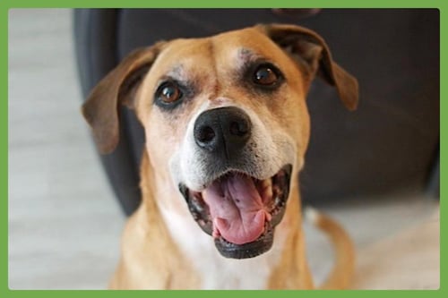 DENIM - Boxer / German Shepherd Dog available for adoption