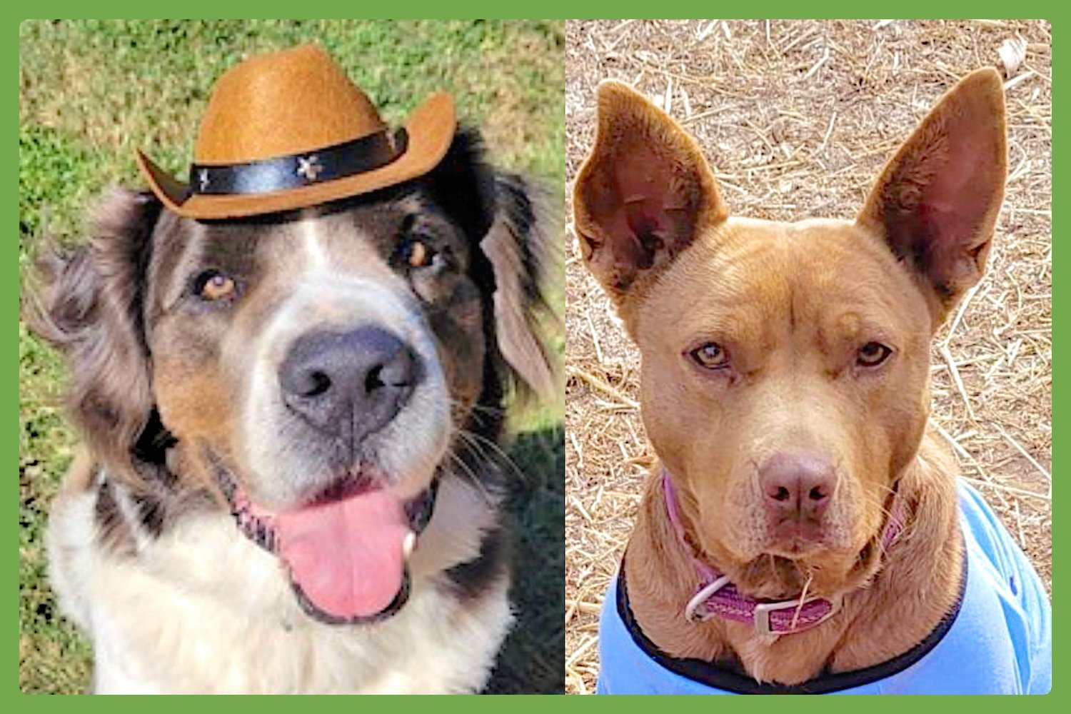 GEORGE AND PIPER - Great Pyrenees / Pharaoh Hound available for adoption