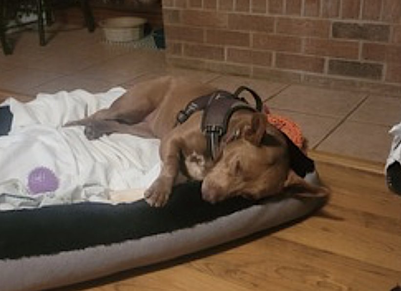 George and Piper - Photo 11