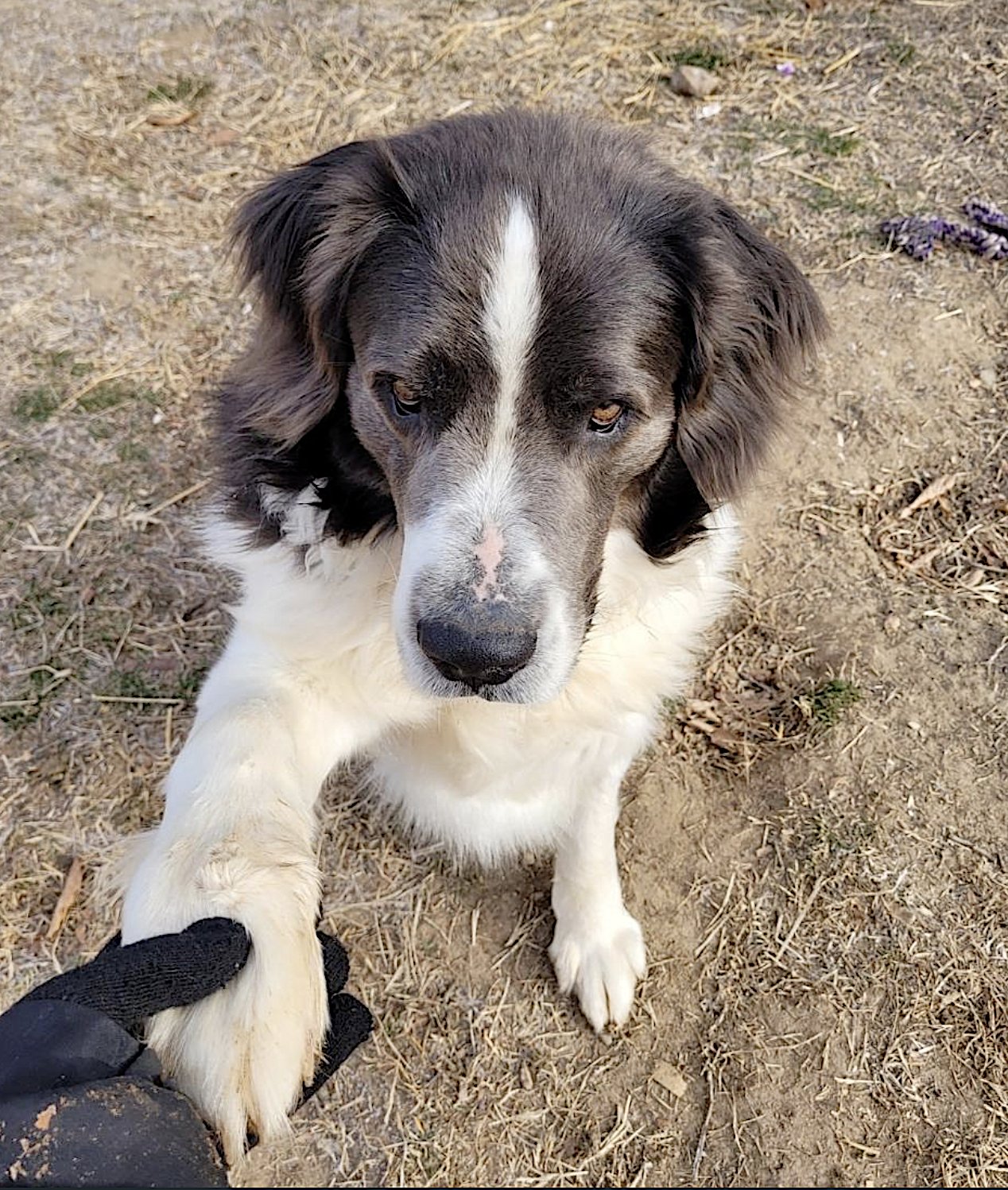 George and Piper - Photo 12