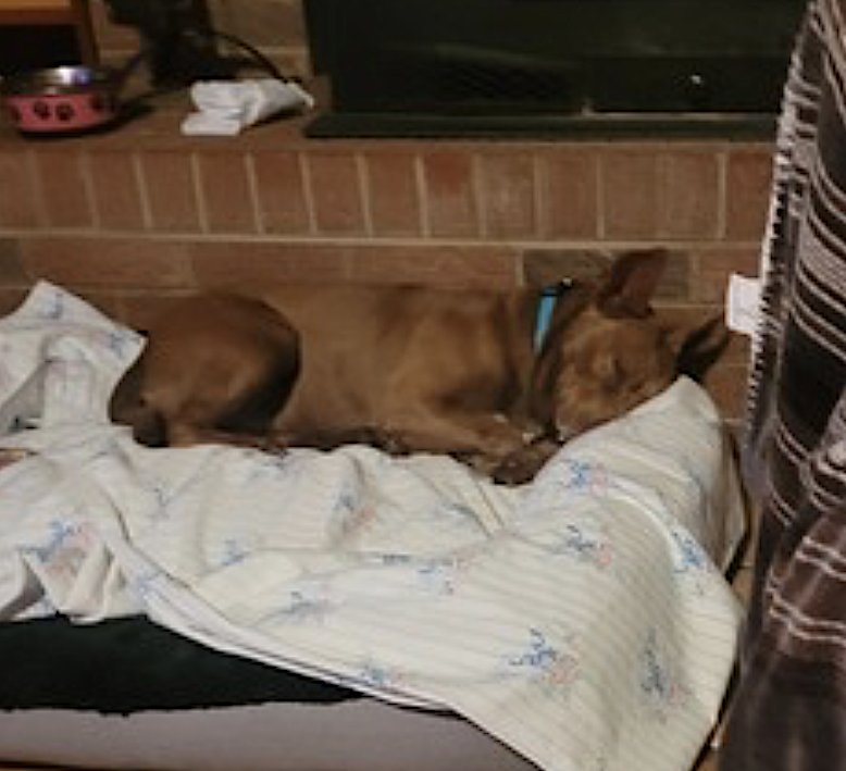 George and Piper - Photo 13