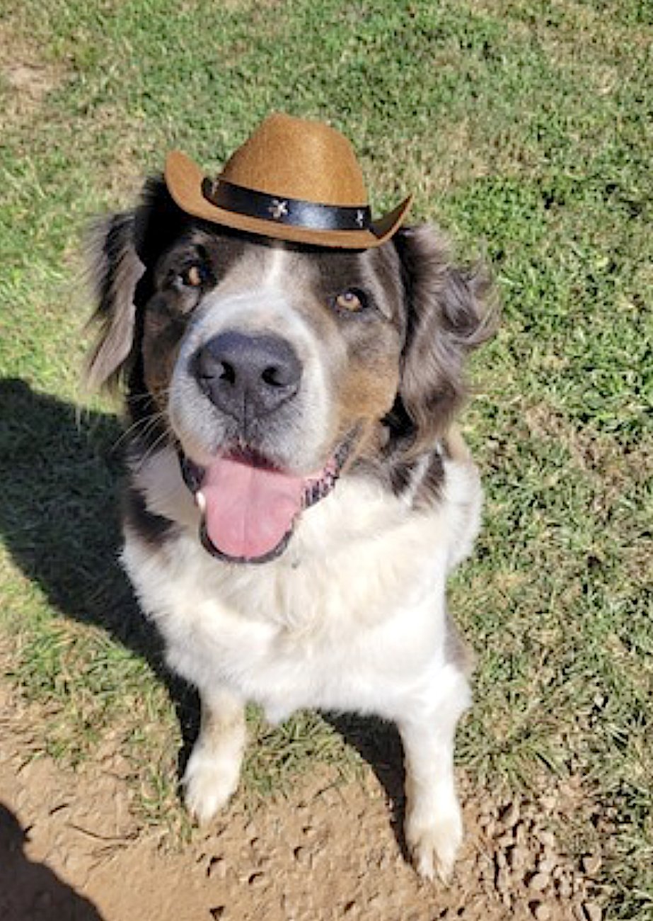 George and Piper - Photo 14