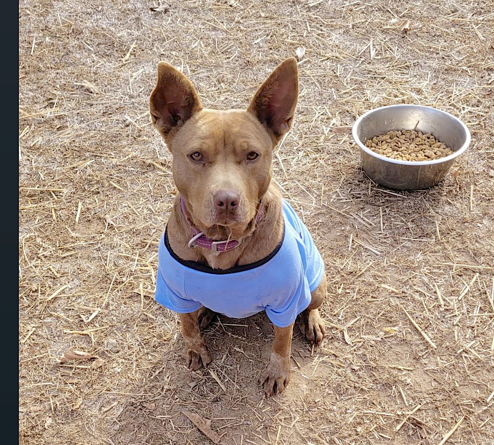 George and Piper - Photo 15