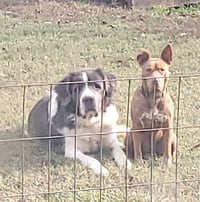 George and Piper - Photo 4