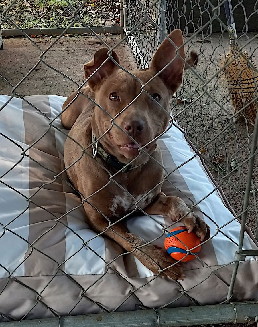 George and Piper - Photo 3