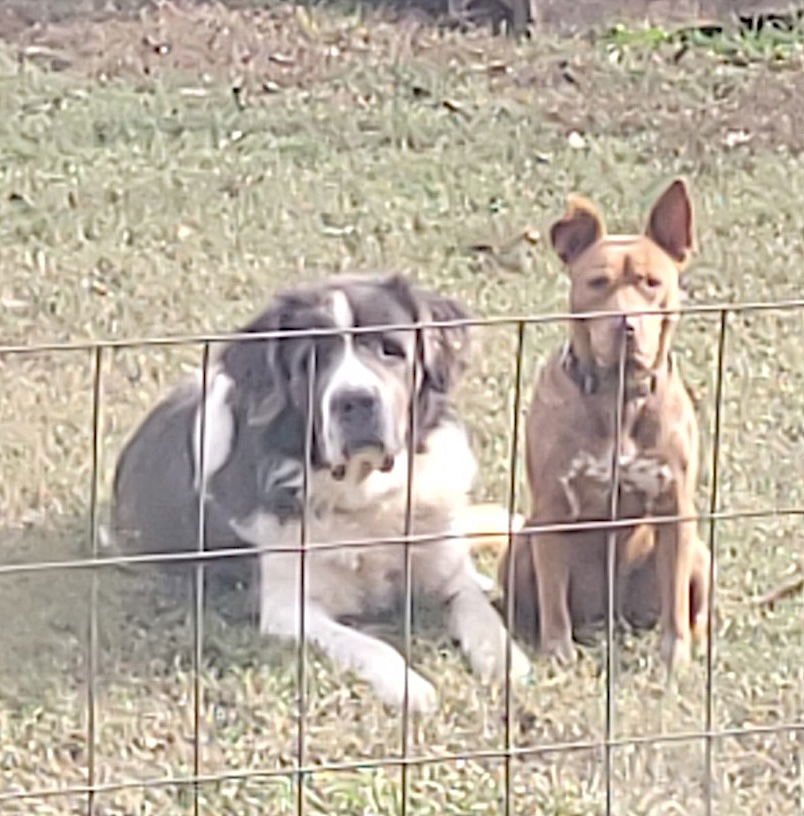 George and Piper - Photo 4