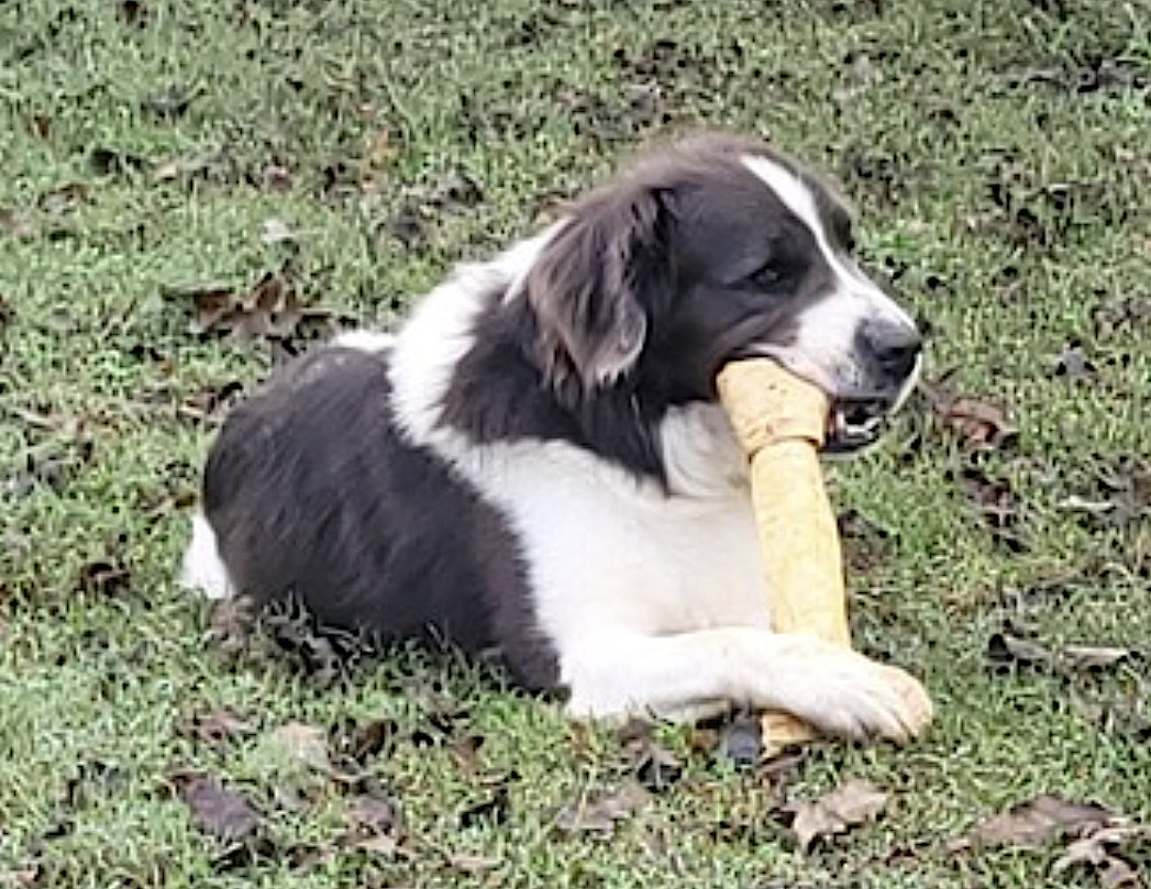 George and Piper - Photo 5