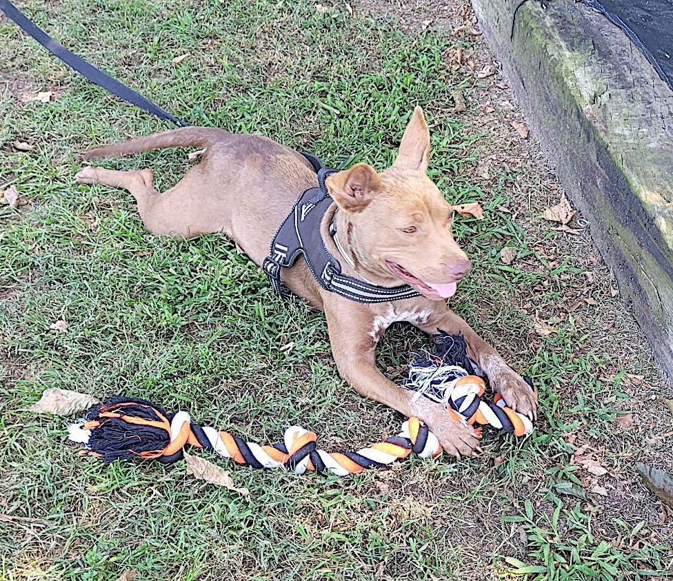 George and Piper - Photo 6