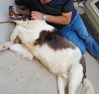 George and Piper - Photo 8