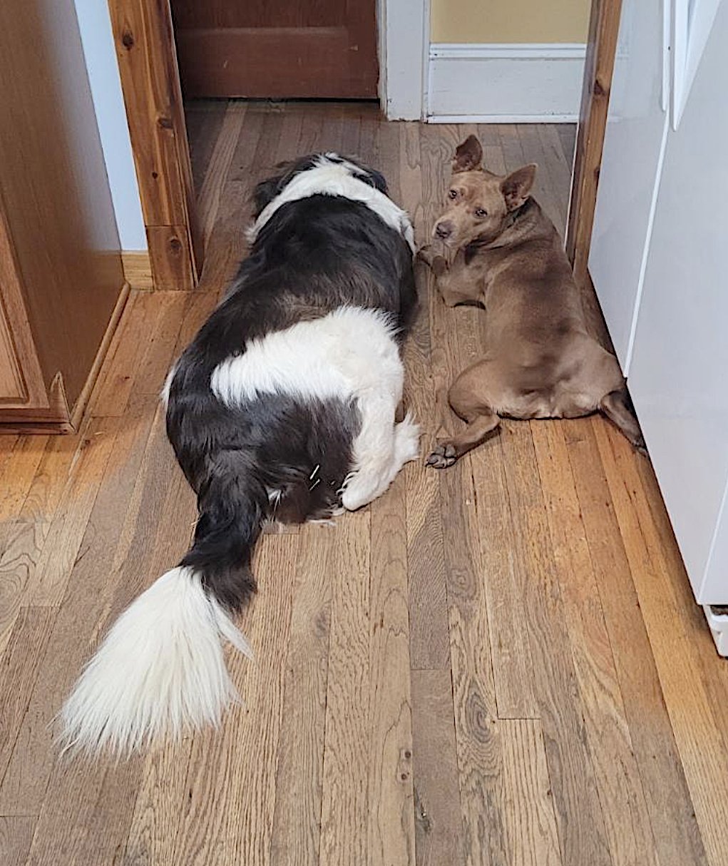 George and Piper - Photo 7