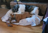George and Piper - Photo 9